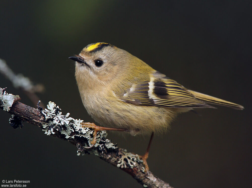 Goldcrest