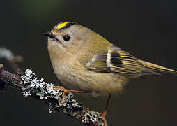 Goldcrest