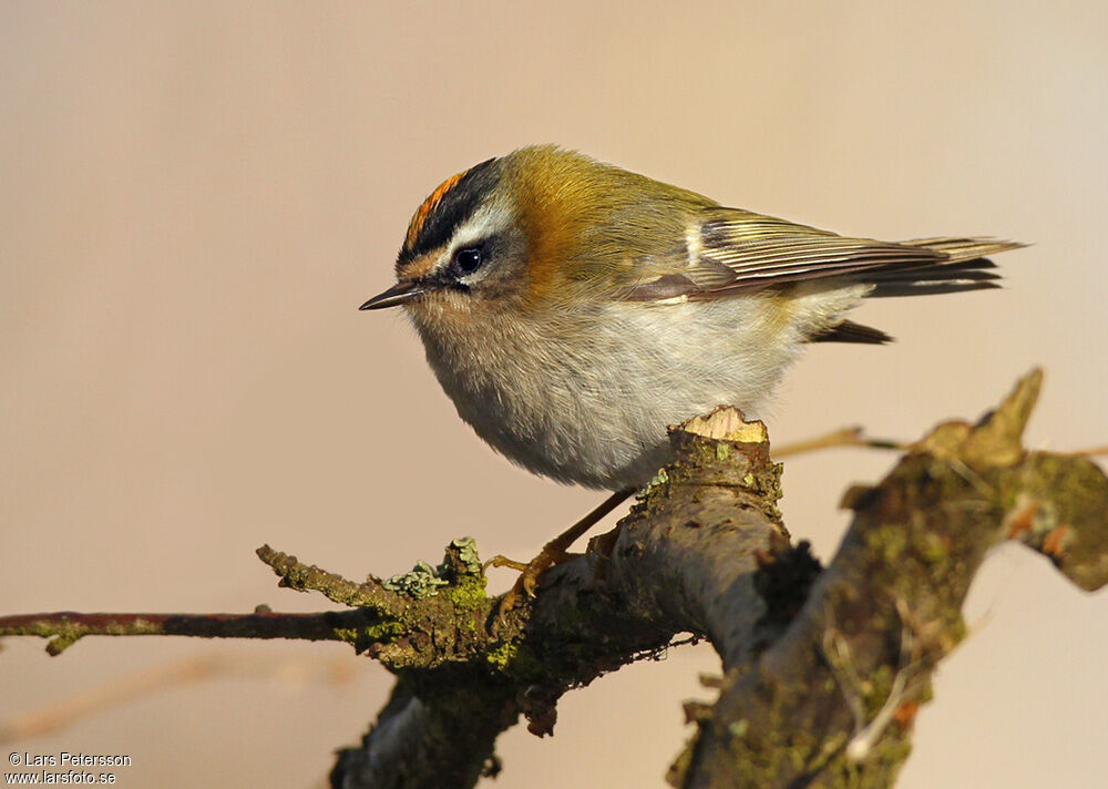 Common Firecrest