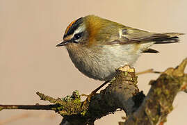 Common Firecrest