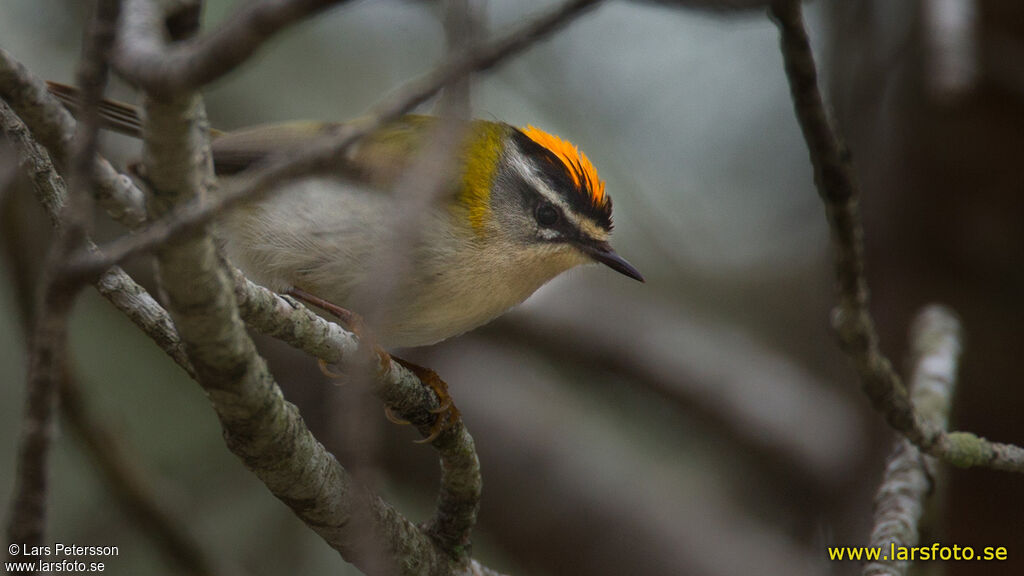 Common Firecrest