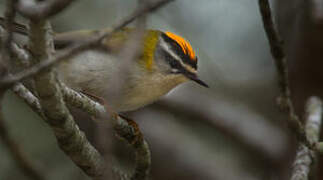 Common Firecrest