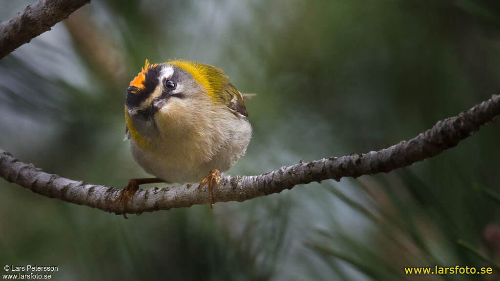 Common Firecrest