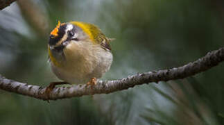 Common Firecrest