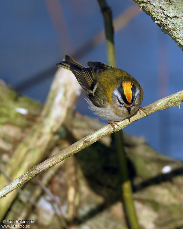 Common Firecrest