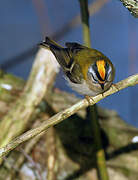 Common Firecrest