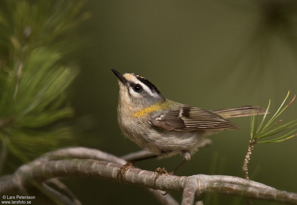 Common Firecrest