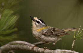 Common Firecrest