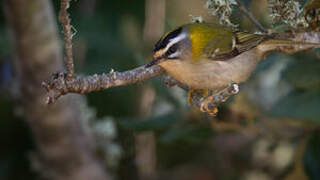 Common Firecrest