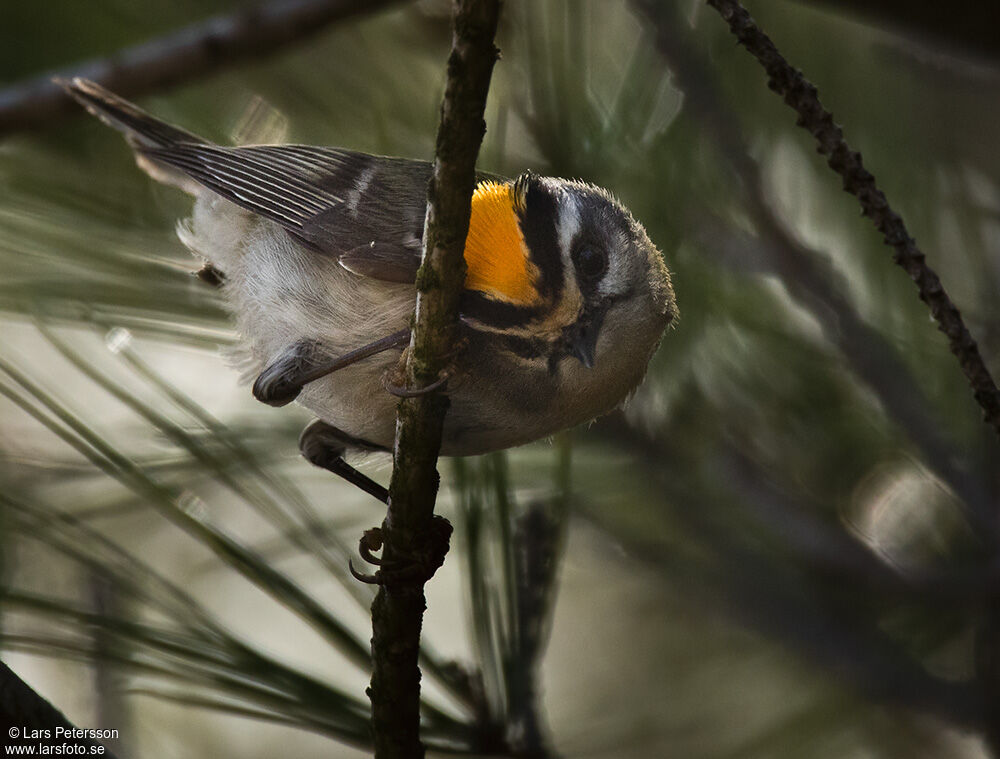 Common Firecrest