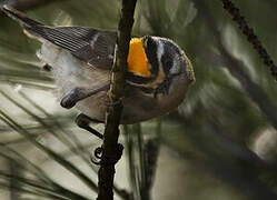 Common Firecrest