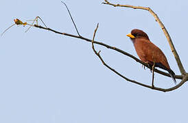 Blue-throated Roller