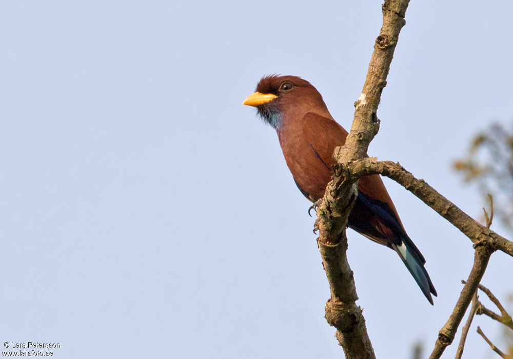 Blue-throated Roller