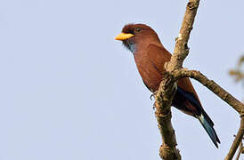 Blue-throated Roller