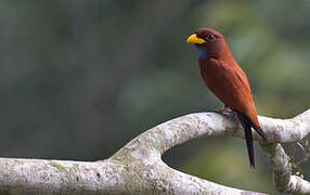 Blue-throated Roller