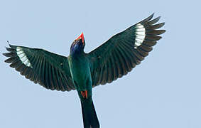 Oriental Dollarbird