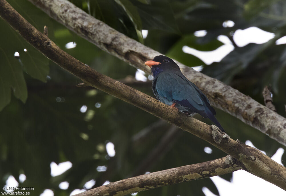 Oriental Dollarbirdadult, habitat, camouflage, pigmentation