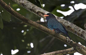 Oriental Dollarbird