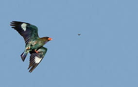 Oriental Dollarbird