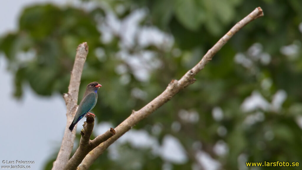 Oriental Dollarbird