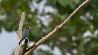 Oriental Dollarbird