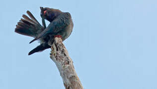 Oriental Dollarbird