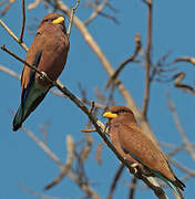 Broad-billed Roller