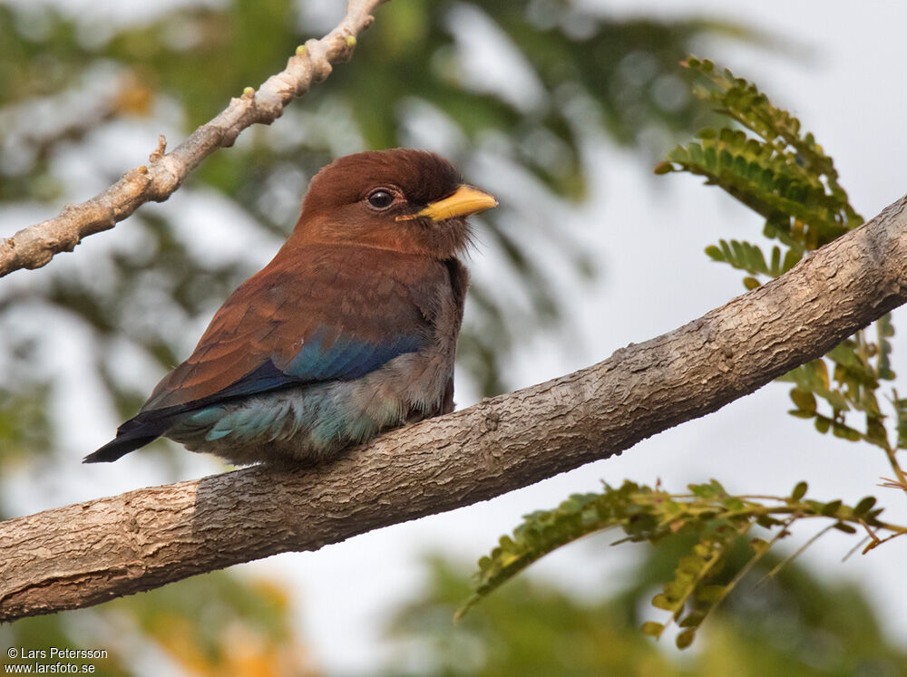 Broad-billed Roller