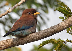 Broad-billed Roller