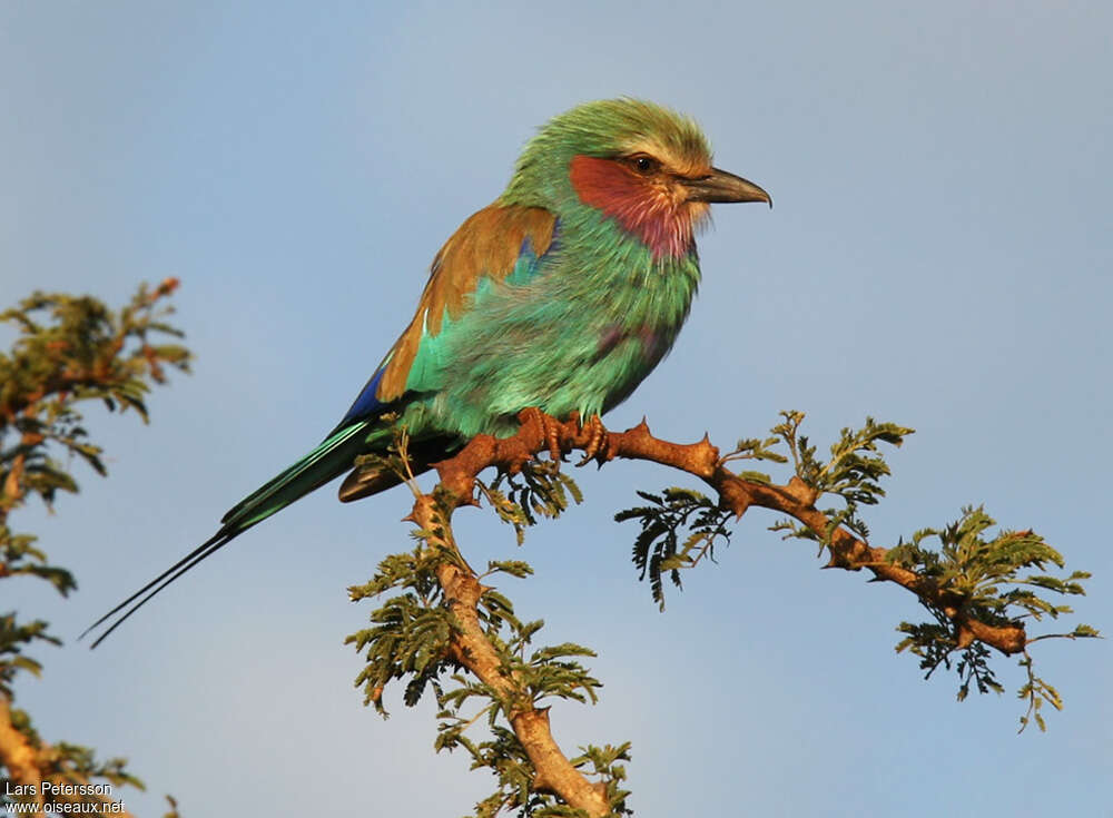 Lilac-breasted Rolleradult, identification