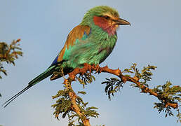 Lilac-breasted Roller