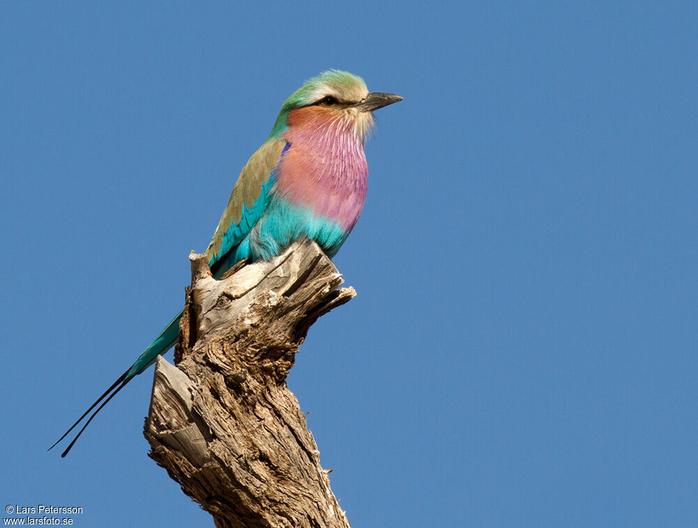 Lilac-breasted Roller