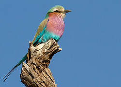 Lilac-breasted Roller