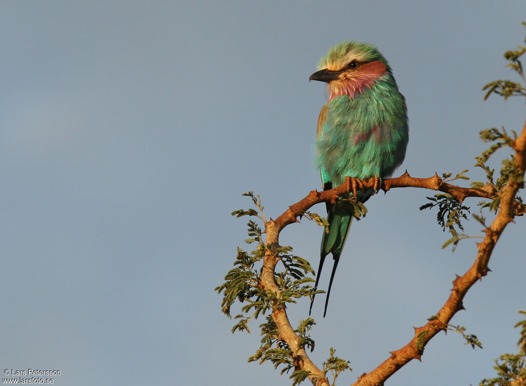 Lilac-breasted Roller