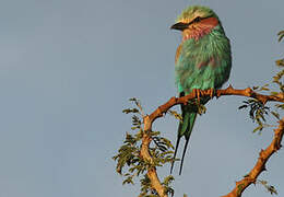 Lilac-breasted Roller