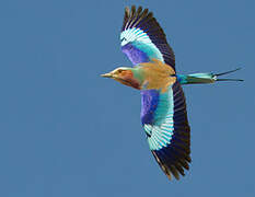 Lilac-breasted Roller