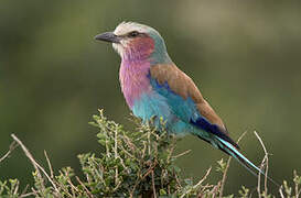 Lilac-breasted Roller