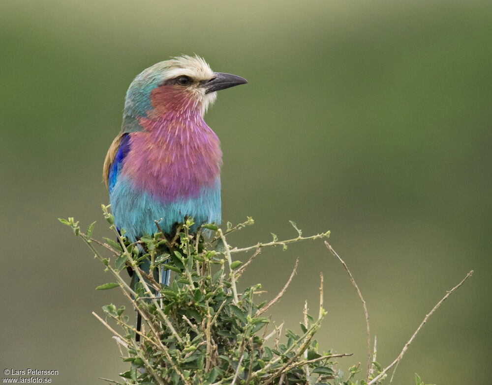 Lilac-breasted Roller