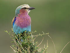 Lilac-breasted Roller