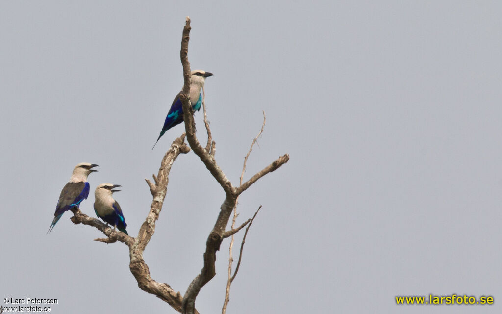 Blue-bellied Roller