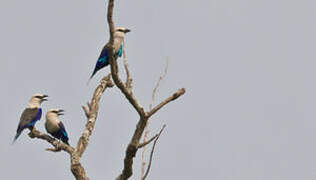 Blue-bellied Roller