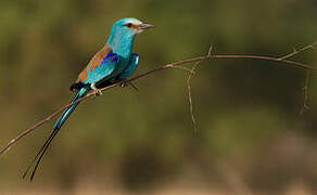 Abyssinian Roller