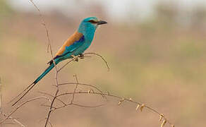 Abyssinian Roller