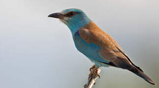 European Roller