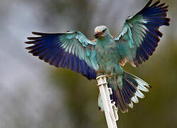 European Roller