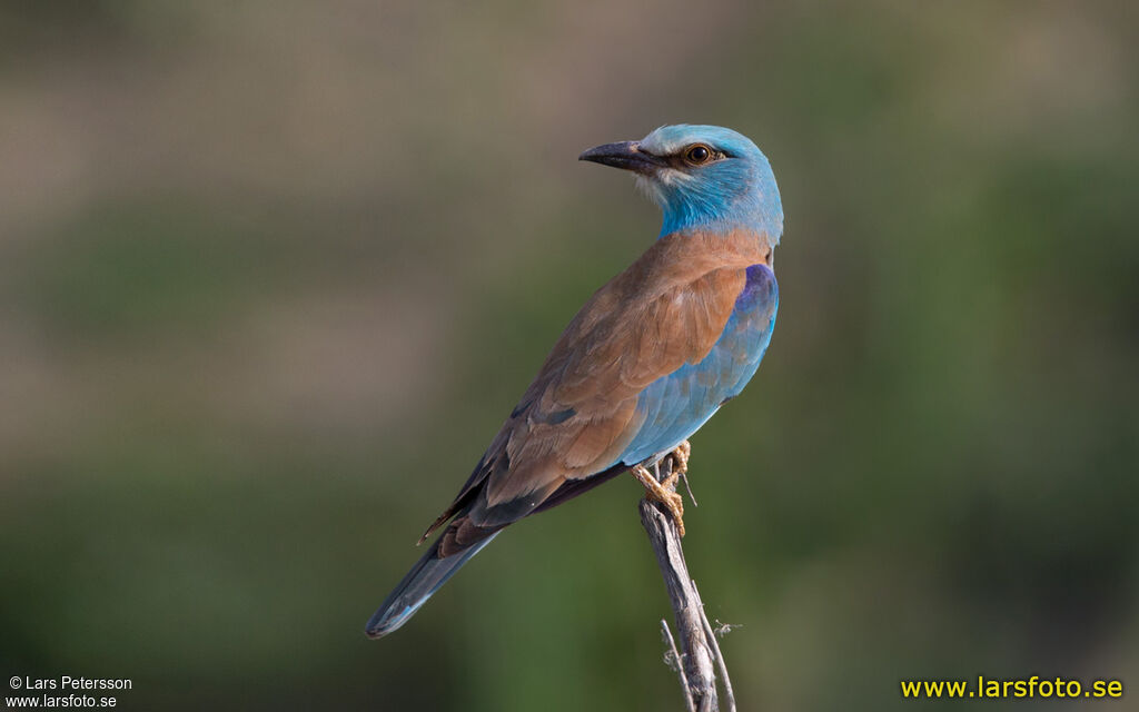 European Roller