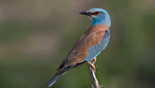 European Roller