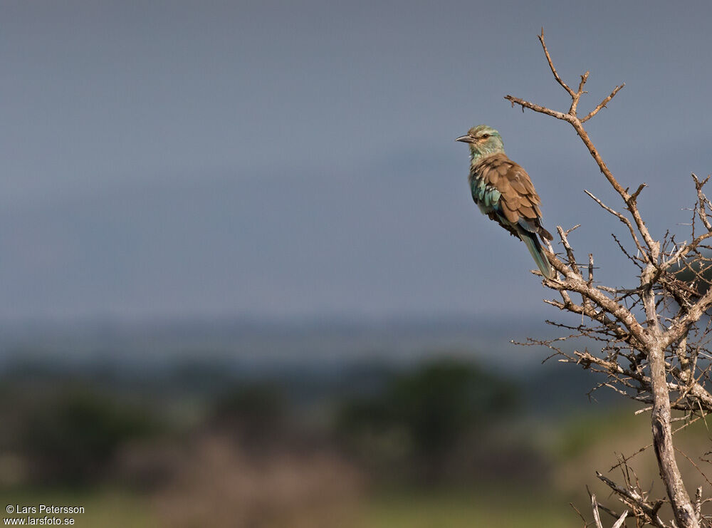 European Roller