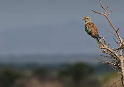 European Roller