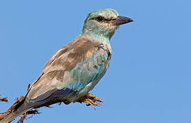 European Roller